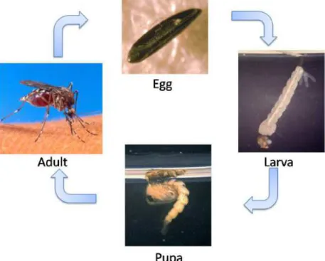 Figure 1. Life cycle of Aedes aegypti.