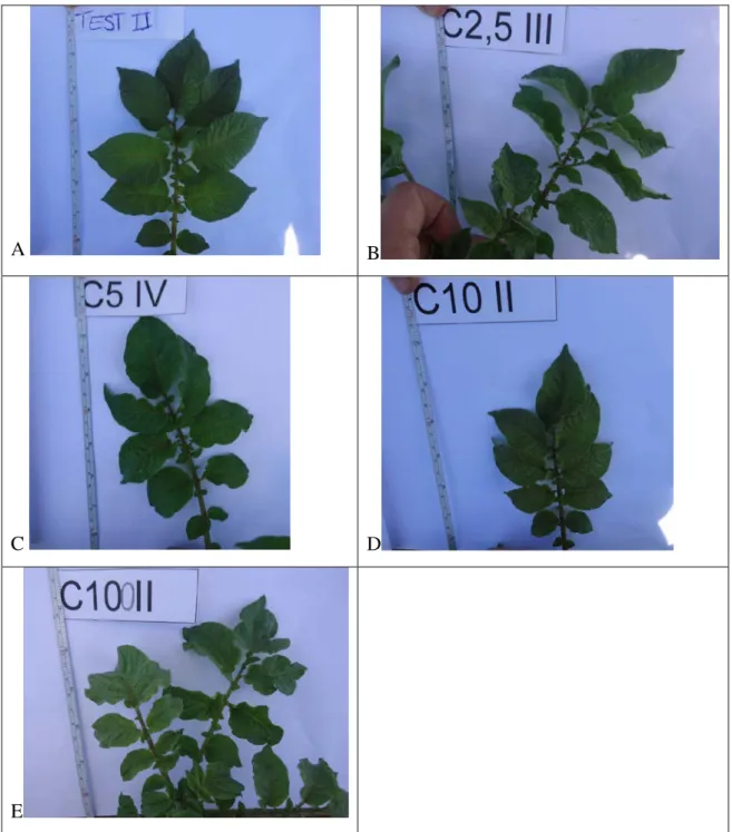 FIGURA 6: Sintomas de fitotoxicidade de subdoses de chlorimuron ethyl 3 dias após  aplicação, cultivar Asterix