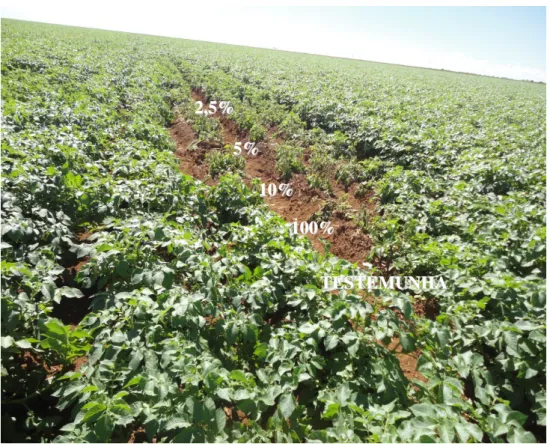 FIGURA 9: Diferença de vigor aos 17 DAA entre as parcelas tratadas com subdoses do  herbicida chlorimuron ethyl