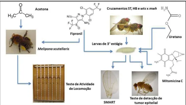 Figura  1:  Resumo  gráfico  dos  experimentos  realizados  com  o  inseticida  Fipronil