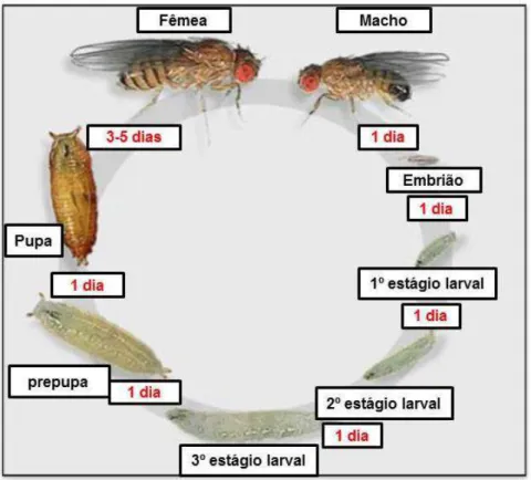 Figura  5.  Ciclo  de  vida  da  mosca  Drosophila  melanogaster.  Fonte: 