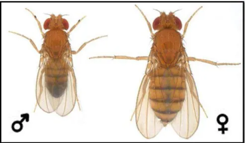 Figura  6:  Dimorfismo  sexual  da  espécie  Drosophila  melanogaster.  Fonte: 