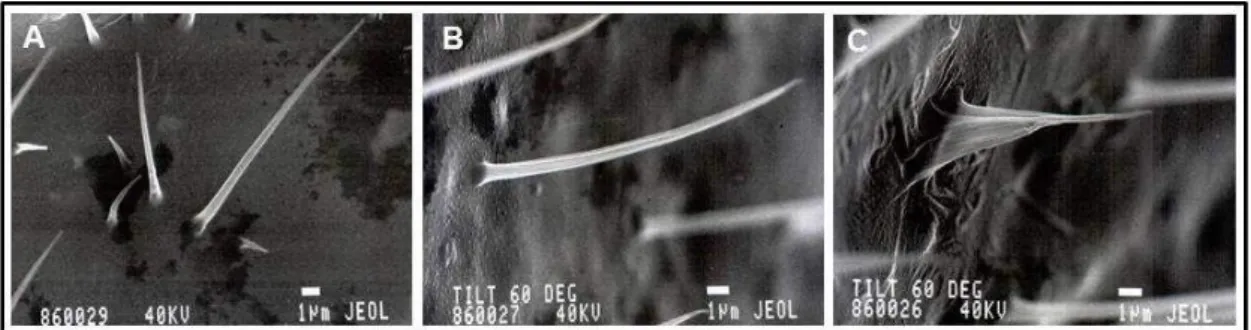 Figura  7.  Distribuição  de  pêlos  na  asa  de  Drosophila  melanogaster.  Pêlo  mutante  multiple  wing  hairs  (A);  Pêlo  mutante  flare  (C);  Pêlo  selvagem  (B)  Fonte: Fotomicrografia em  microscopia de varredura  (Cortesia Prof