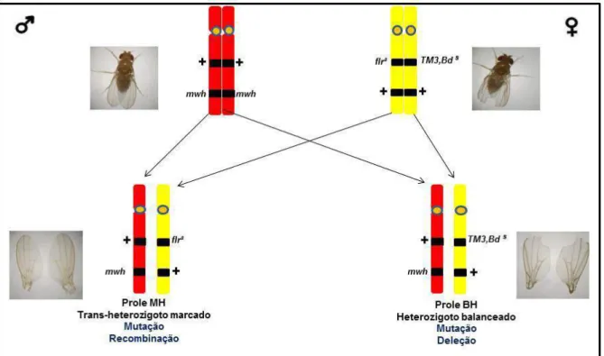 Figura 9. Fenótipo da asa de D. melanogaster da progênie MH (A) e BH (B). 