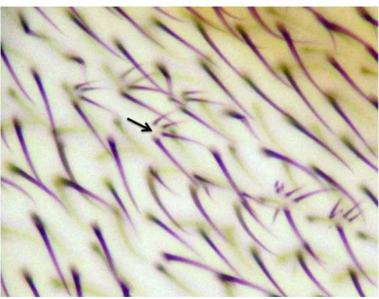 Figura 10. Manchas mutantes multiple wing hairs (seta). Fonte: Fotomicrografia  obtida em microscópio óptico de luz (400X)