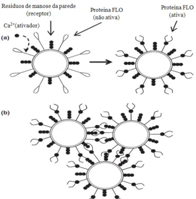 Figura 2.5 - Mecanismo da teoria da lectina na floculação da levedura  Saccharomycescerevisiae