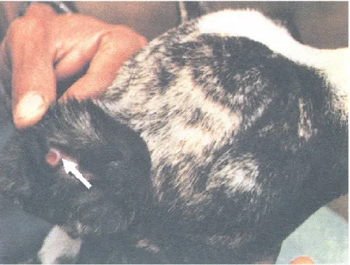 Foto 7 - Cão (Canis familiaris) com lesão ulcerada recente na orelha reservatório do  parasito