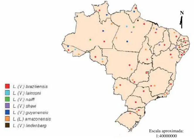 Figura  12   -  Mapa  da  distribuição  de  espécies  de  Leishmania  responsáveis  pela  transmissão  da  Leishmaniose  tegumentar americana no Brasil em 2005