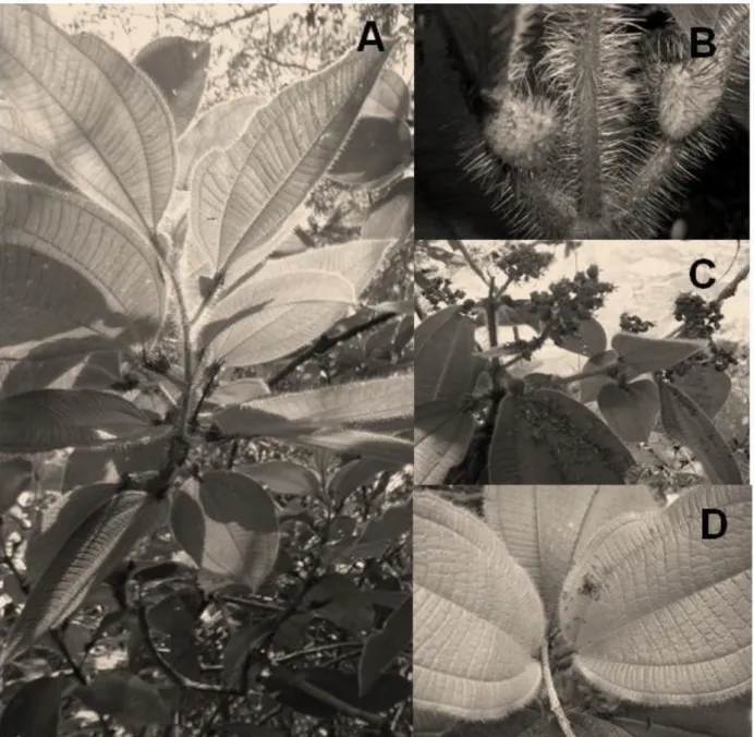 Figura 2.  (A)  Tococa  guianensis; (B)  Domácia  –  na base da  folha, onde abriga  formigas; (C)  Inflorescência e (D) Formigas sobre a folha