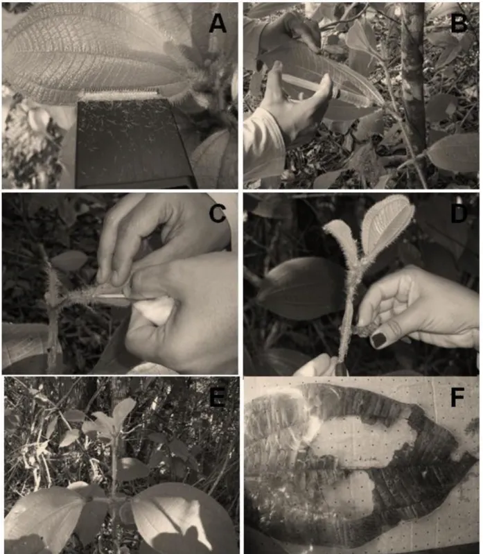 Figura 1. Diferentes métodos usados nos tratamentos aplicados nas folhas de T. guianensis: (A)  remoção  dos  tricomas  das  folhas,  (B)  remoção  das  formigas  preexistentes  com  inseticida,  (C)  isolamento  das  domácias  com  tufos  de  algodão,  (D