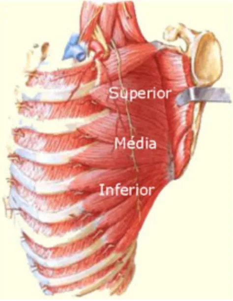 Figura 6.  Musculo serrátil.    