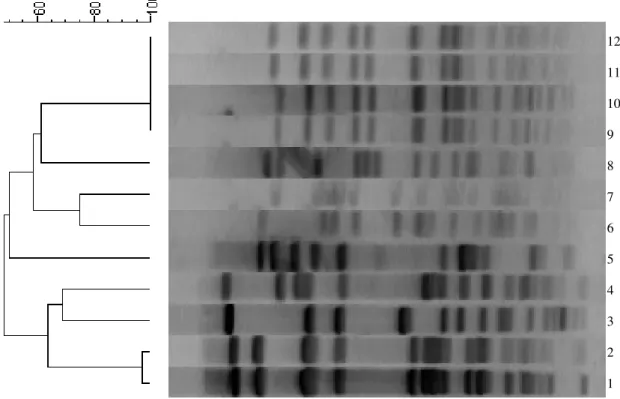 Figura 1- Dendograma dos perfis genotípicos de amostras de Staphylococcus epidermidis após fragmentação pela enzima de restrição SmaI e análise por PFGE através da análise computadorizada