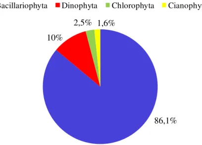 Figura 13 - Composição percentual do fitoplâncton no estuário do rio Curuçá no mês de  janeiro/05
