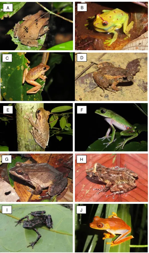 Figura  6.  Espécies  de  anfíbios  anuros  mais  abundantes  na  Floresta  Nacional  do  Amapá,  Amazônia  oriental