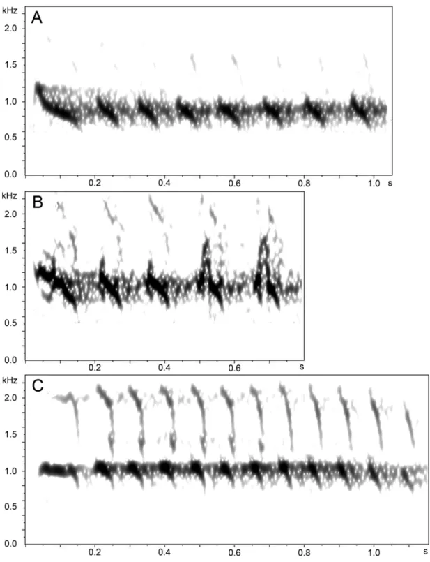 Figure 6. Calls audiospectrograms of populations A–D of Hylopezus macularius. (window type  Hamming, window size 800 samples, time grid 90% overlap, DFT size 16384 samples) (A)  Population A multisyllabic call, Caxiuanã, Pará, Brazil (A