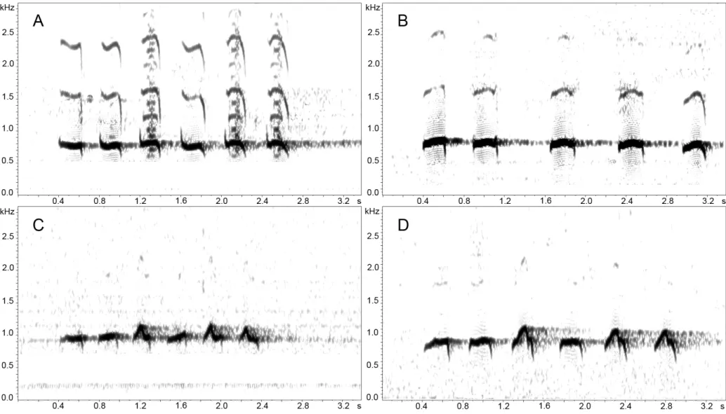 Figure 7. Loudsongs audiospectrograms of populations A– D of Hylopezus macularius.  (window type Hamming, window size 1300 samples, time grid 90% overlap,  DFT size 16384 samples) (A) Population A loudsong, Caxiuanã, Pará, Brazil (C