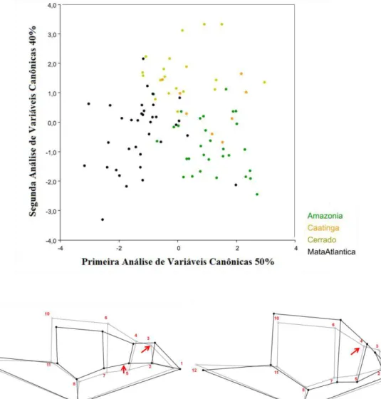 Figura  6.  Representação  gráfica  da  análise  de  variáveis  canônicas  (CVA)  dos  marcos  anatômicos da escutelação cefálica lateral das populações de  Imantodes cenchoa segundo  os biomas brasileiros