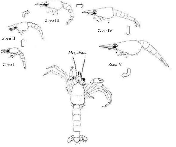 FIGURA  1:  Representação  dos  estágios  do  desenvolvimento  larval  de  Clibanarius  vittatus  (Anomura: 