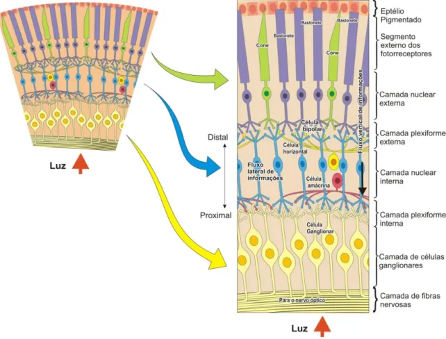 Figura 1. Representação esquemática mostrando a organização celular da retina em camadas  (Adaptado de Purves et al, 2004) 
