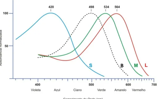 Figura 3. Curva de Sensibilidade Espectral de Cones e Bastonetes. S: short wavelength sensitive