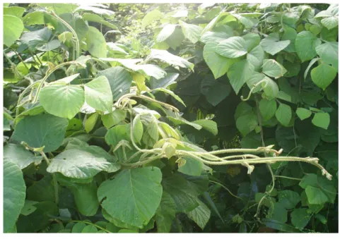 Figura 4. Leguminosa Pueraria phaseoloides na área experimental, em Belém, Pará.