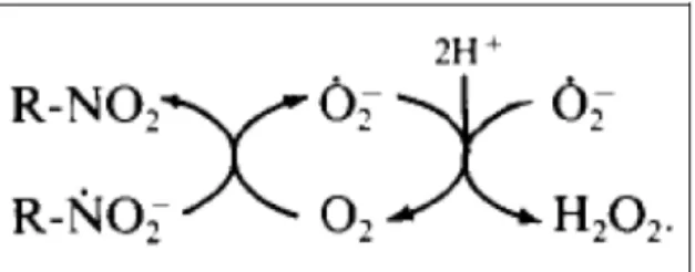 Figura 06: Esquema de formação de peróxido de hidrogênio a partir da redução de grupamento nitro  (MORENO et al, 1988)