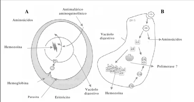 Figura 6: Processo digestivo no eritrócito infectado com Plasmodium.