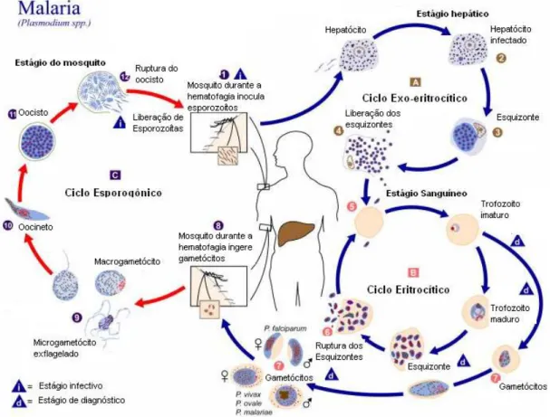 Figura 3: Esquema do ciclo biológico da malária humana e indicação do local de ação da mefloquina