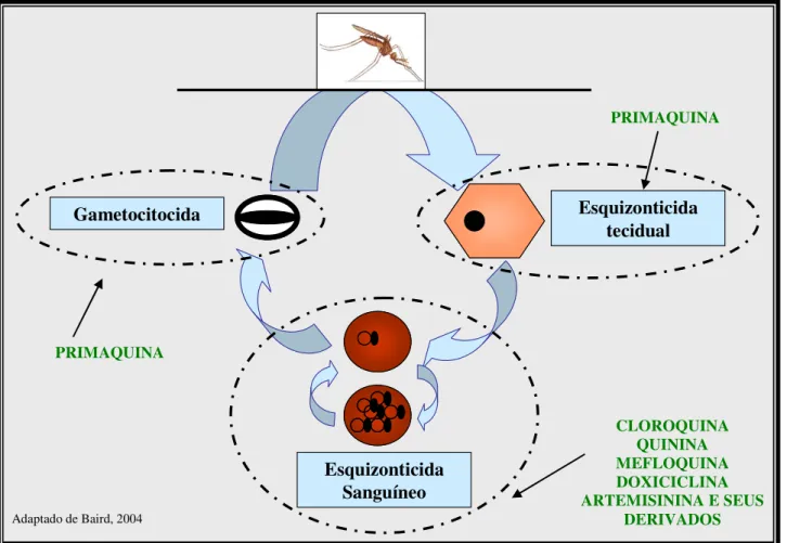 FIGURA 5 - CLASSIFICAÇÃO DOS ANTIMALÁRICOS SEGUNDO O CICLO DE VIDA DO  Plasmodium spp