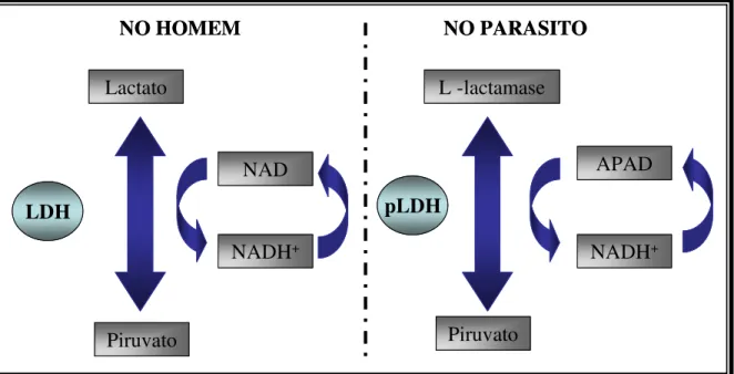 FIGURA  8  –  ESQUEMA  DA  DIFERENÇA  ENTRE  A  pLDH  NO  HOMEM  E  NO  Plasmodium spp