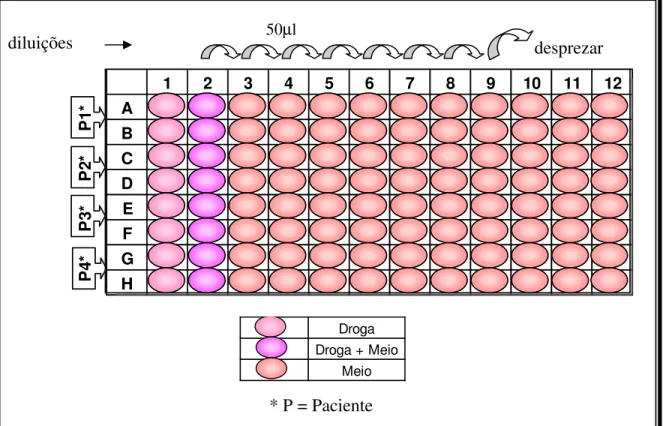 FIGURA  10  –  ESQUEMA  DE  PREPARAÇÃO  DA  PLACA  DE  CULTURA  PARA  Plasmodium vivax, UTILIZANDO A CLOROQUINA COMO DROGA