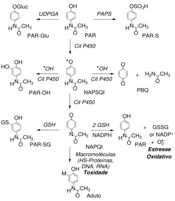 Figura 2: Principais vias de biotransformação do paracetamol. 