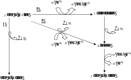 Figura  5  –  Esquema  das  três  vias  possíveis  para  a  metabolização  do  ácido  L-málico  por  bactérias  lácticas, (Oom, 1996)