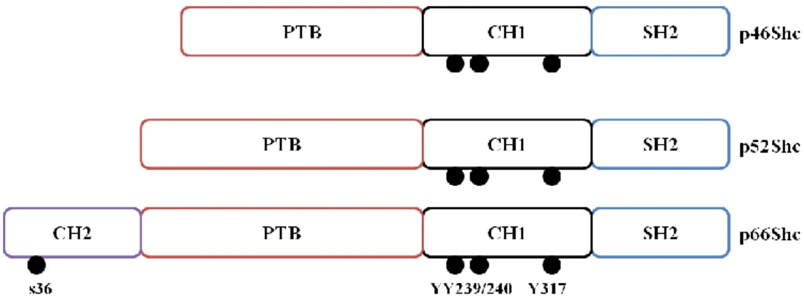 Figure  4:  Schematic  organization  of  SHC1  protein  isoforms.  p46Shc,  p52Shc  and  p66Shc  share  a  similar  structure,  with  a  Src  homoly  domain  2  (SH2),  a  collagen  homology  domain  1  (CH1)  and  a  phosphothyrosine  binding domain (PTB)