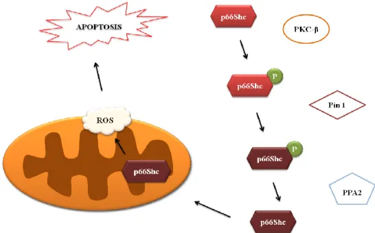Figure  5:  p66Shc-dependent  ROS  increase.  In  the  presence  of  oxidative  stress  signals,  such  as  ROS  or  Ca 2+ ,  p66Shc  is  phosphorylated  on  Ser36  by  activated  PKC-β