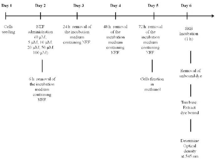Figure 7: Experimental design for SRB assay. 24 hours after cell seeding, HepG2 cells were incubated with  different concentrations of NEF for different time periods in order to evaluate NEF toxicity in this cell line.