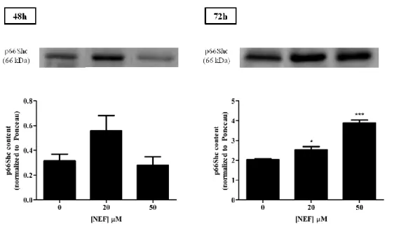 Figure  9:  p66Shc  content  increases  after  NEF  treatment  for  72  h.  p66Shc  content  in  total  cellular  extracts  was identified by Western Blot analysis as a protein band of 66 kDa