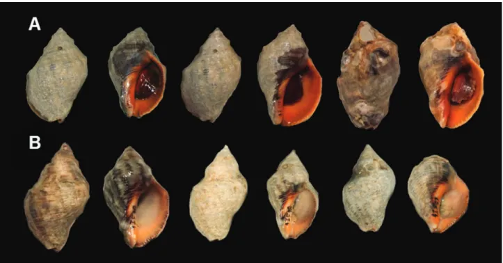 Figure 1 - Color variation and shape of shells of Stramonita cf. haemastoma (A) and S