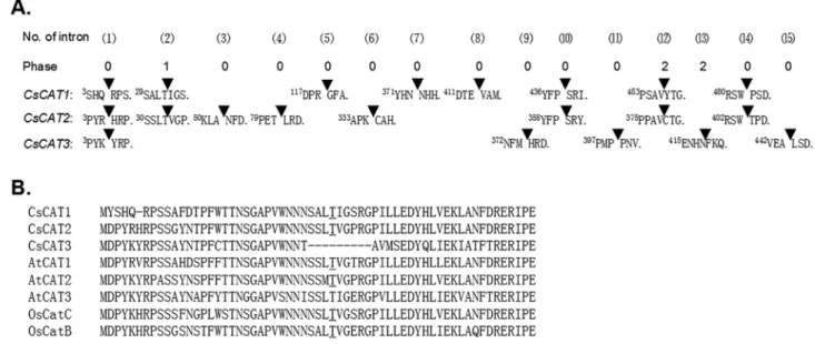 Figure 2 - Sequence analysis of plant catalase genes. (A) Nucleotide sequences surrounding splice sites in three cucumber CsCAT genes and the consen- consen-sus sequence for the proto-splice site