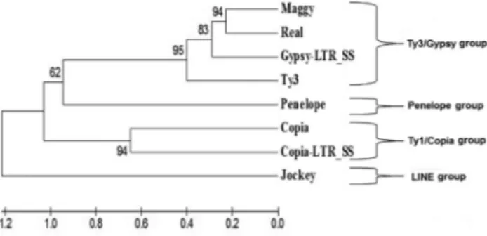 Figure 1 - A dendrogram showing the grouping of the Copia-LTR_SS and Gypsy-LTR_SS elements