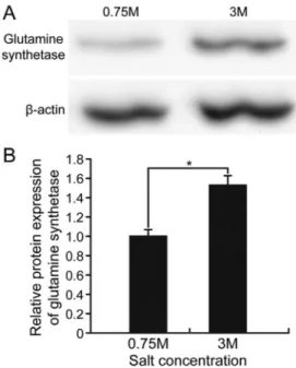Figure 4 - Protein expression of glutamine synthetase (GS) and b-actin in D. salina exposed to low (0.75 M NaCl) and high (3 M NaCl) salinity, as assessed by western blotting
