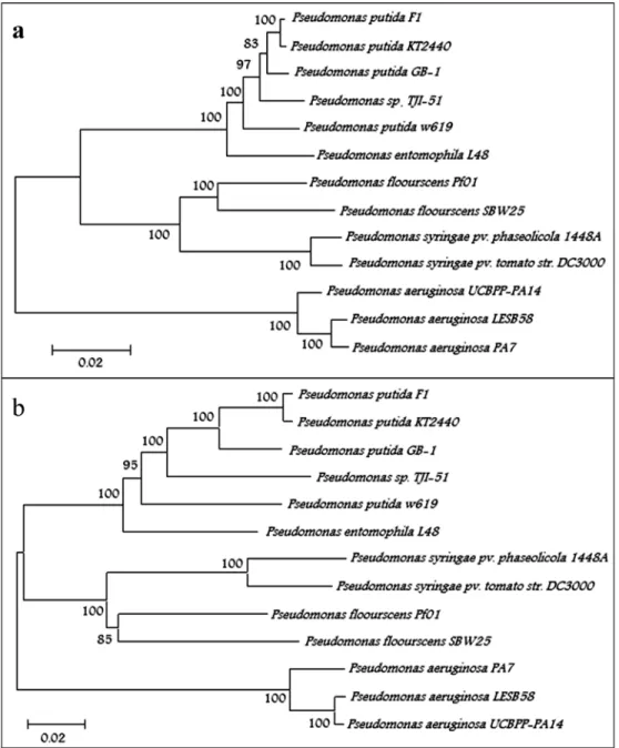 Figure 2 - Neighbor-Joining phylogenetic trees of P. putida TJI51 and other Pseudomonas species based on (A) concatenated sequence of five house- house-keeping genes (gyrB, lepA, recA, recG and rpoD) and (B) concatenated amino acid sequence of ten conserve