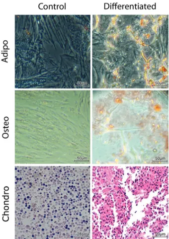 Figure 1 - MSC are able to differentiate into adipogenic, osteogenic (scale bars: 50 mm) and chondrogenic (scale bars: 20 mm) lineages, as shown by the staining.