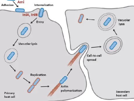 Figure  2.  Schematic  representation  of  the  intracellular  infection  cycle  of  L