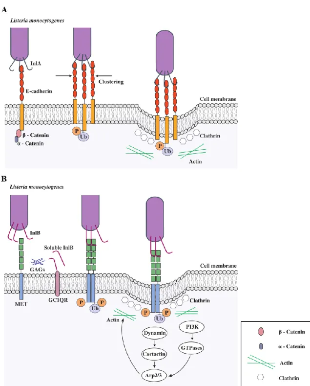 Figure  4.  Entry  of  L.  monocytogenes  into  host  non-phagocytic  cells  through  (A)  InlA  and  (B)  InlB  signaling  pathways