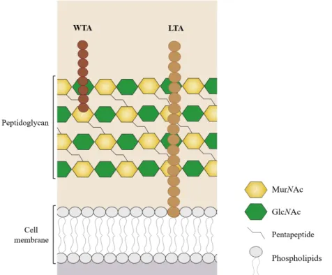 Figure  5.  Schematic  representation  of  cell  wall  structure  of  Gram+  bacteria