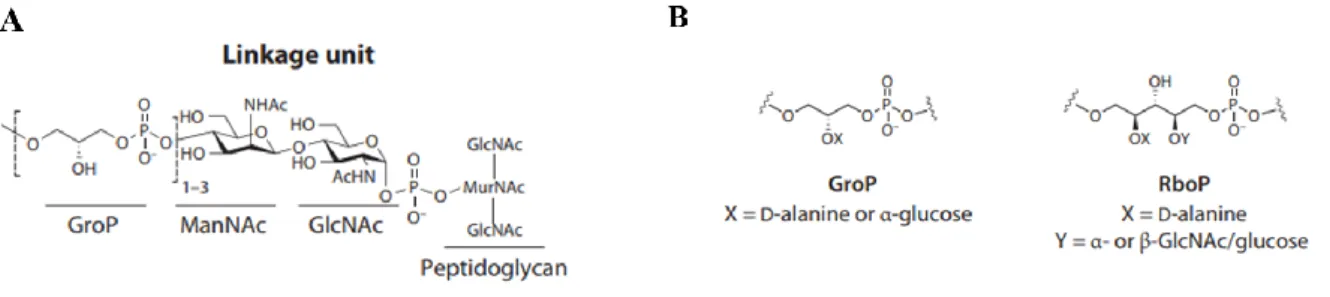 Figure  6.  Structural  components  of  WTA:  (A)  conserved  disaccharide  linkage  unit  composed  by  GroP-ManNAc-P, which is covalently attached to PGN; (B) most common structures of WTA repeat  units  observed  in  Gram+  bacteria