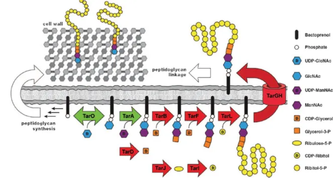 Figure 7. Schematic representation of S. aureus wall teichoic acid biosynthesis pathway [113] 