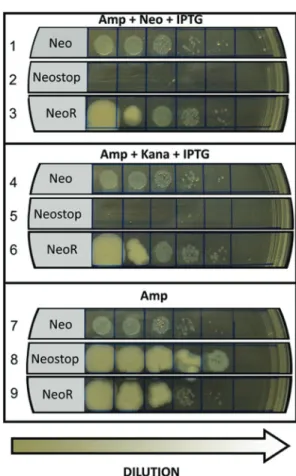 Figure 4 - Neo stopT ®G transversion can rescue aminoglycoside resistance to DH5a. (A) Sequencing analysis of G418-resistant clones shows that expo- expo-sure to H 2 O 2 leads to classic transversions arisen from oxidative damage (bold-type letters)