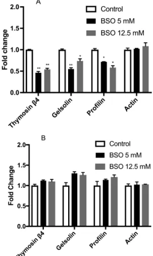 Figure 4 - Gene expression. (A) Gene expression in MSN cells treated with 5 and 12.5 mM BSO for 24 h (black and grey bars, respectively)